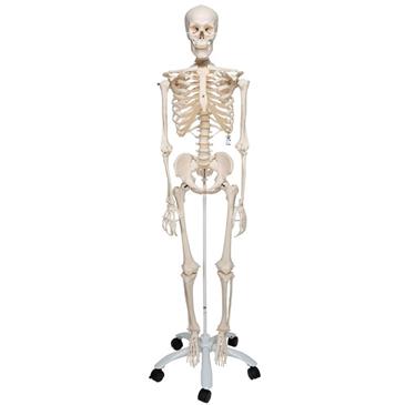 Esqueleto humano estándar con pie rodable