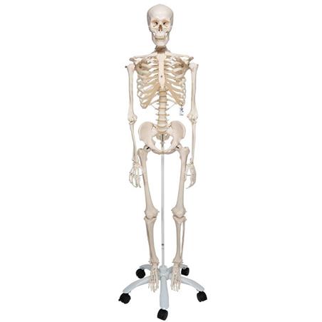 OTOLOGÍA HARTMANN 16 CM
